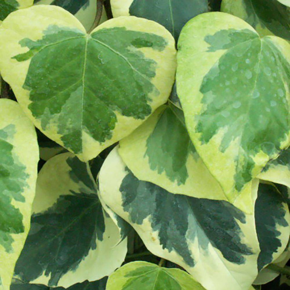 Lierre de Colchide 'Dentata Variegata'