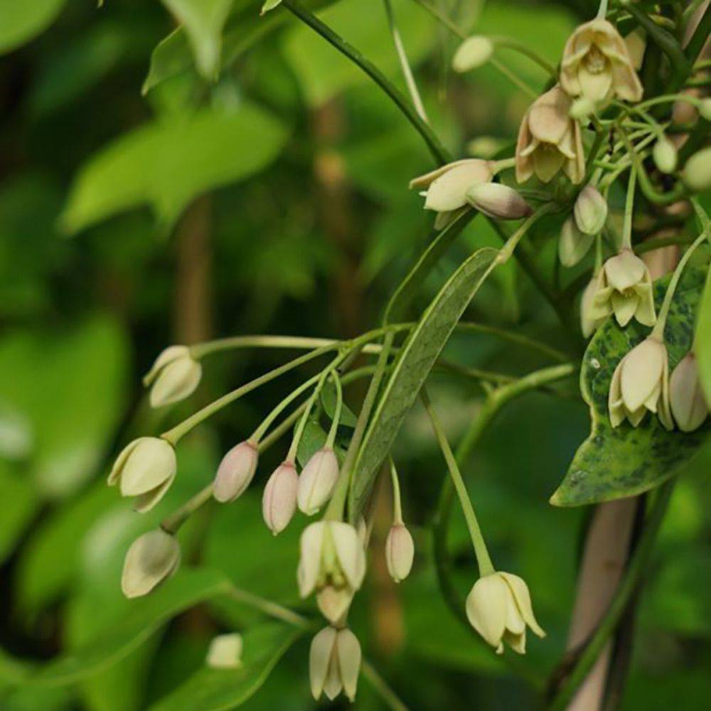 Holboellia Coriacea