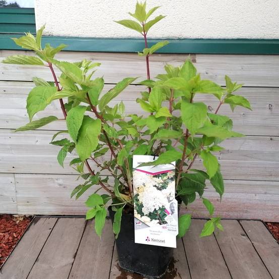 Hydrangea paniculata Phantom - Hortensia - Image 2