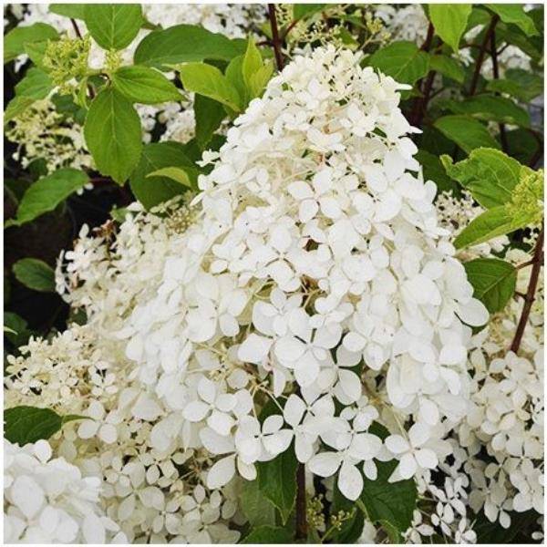 Hydrangea paniculata Phantom - Hortensia - Image 1