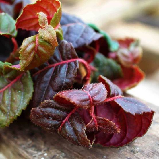 Hortensia grimpant Winter surprise