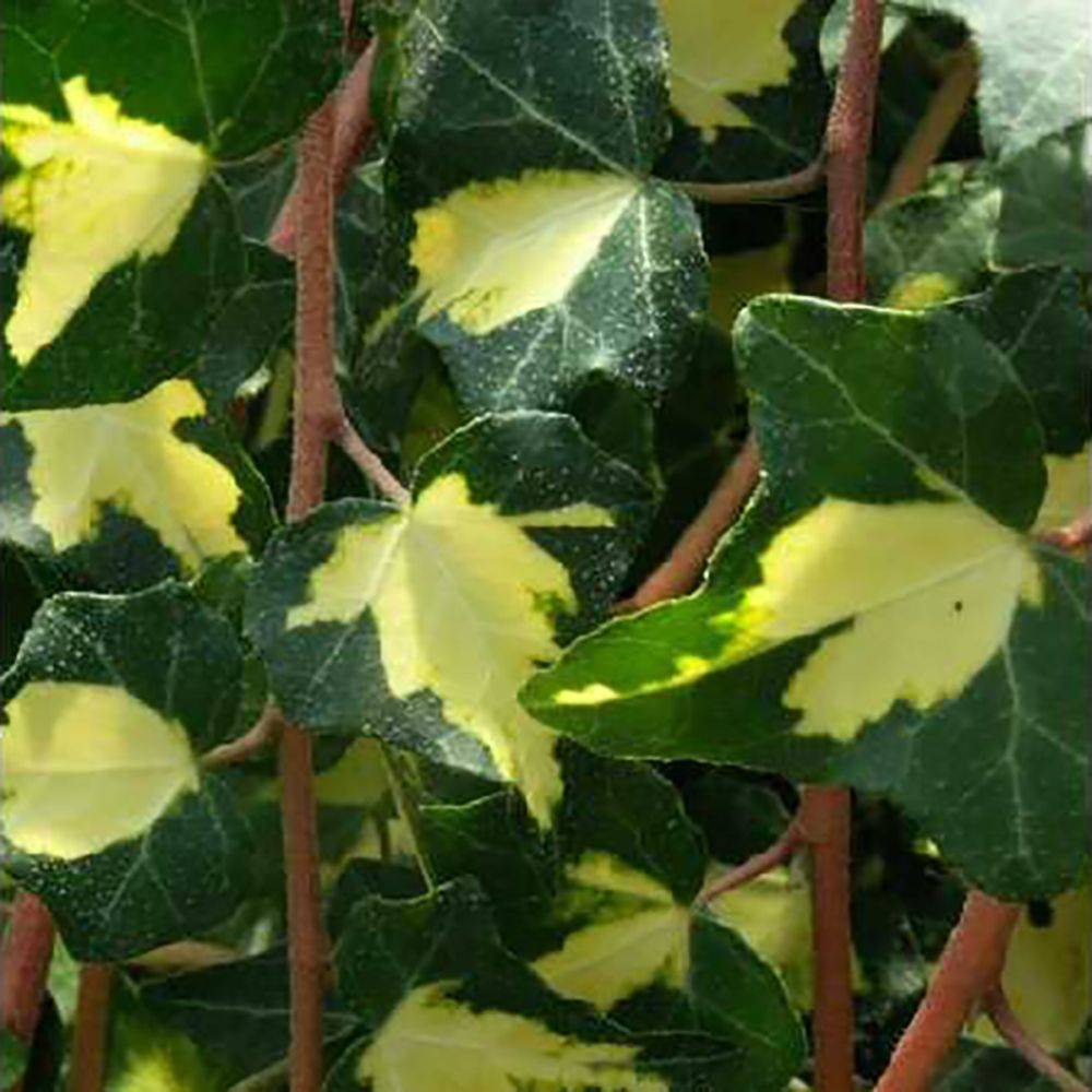 Lierre commun 'Goldheart'