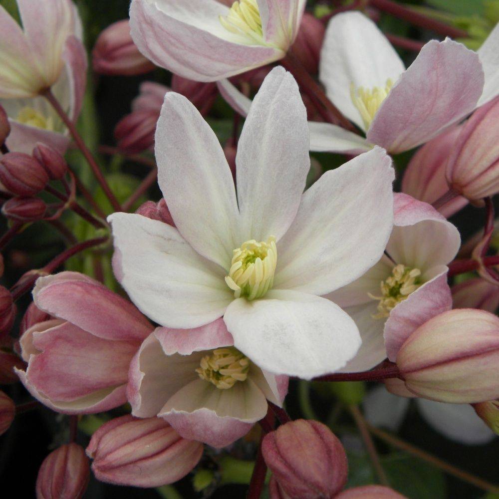 Clématite armandii 'Hundersonii Rubra' - Image 2