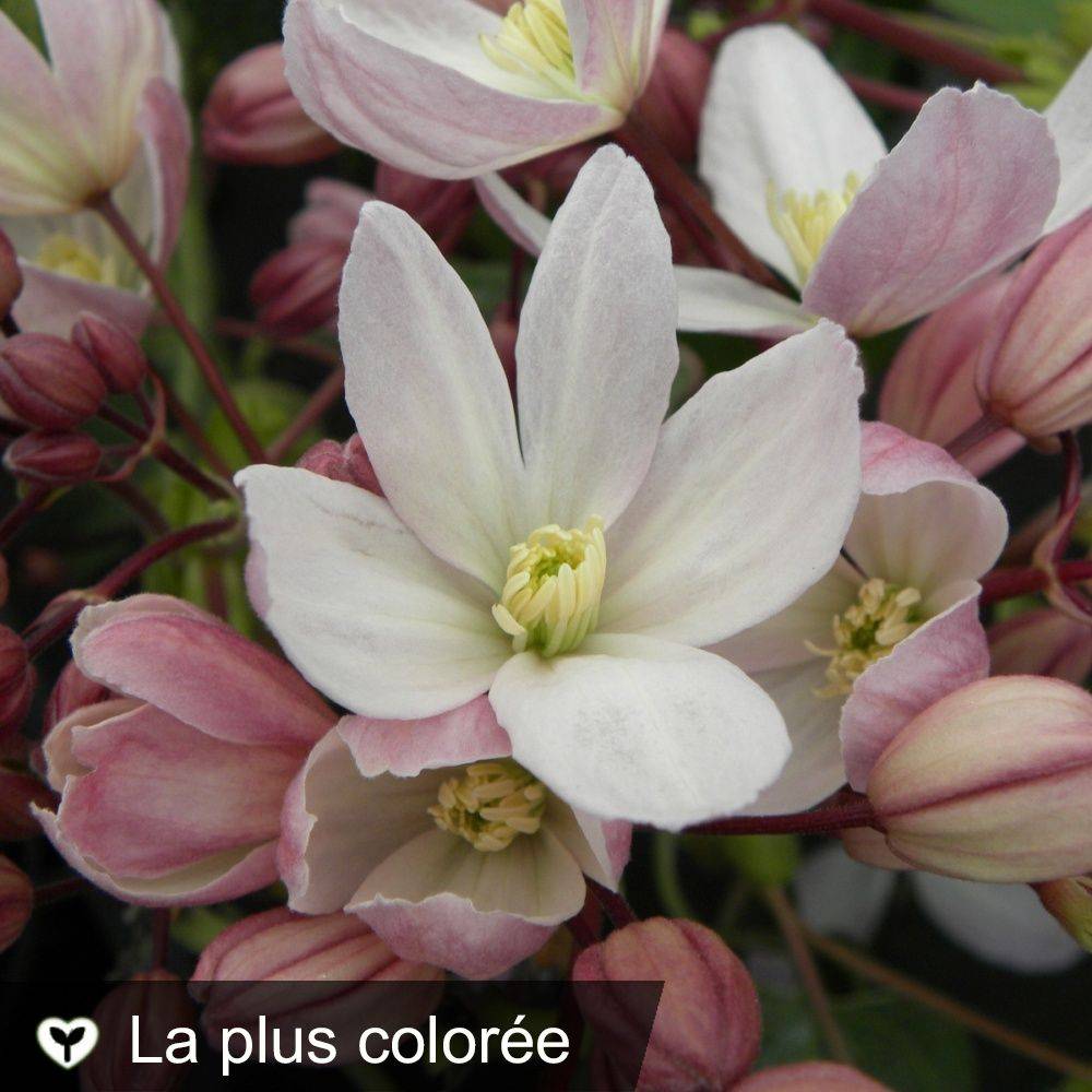 Clématite armandii 'Hundersonii Rubra' - Image 1