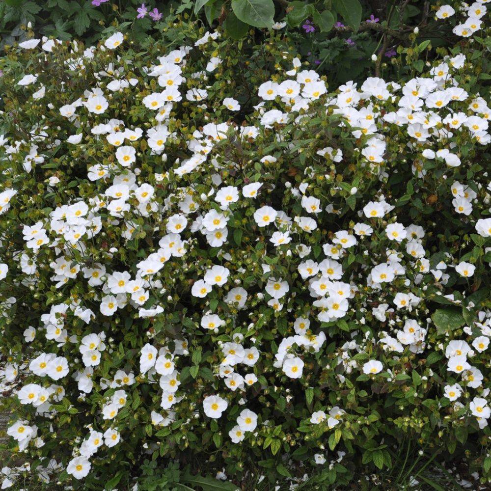 Ciste des corbières - Image 2