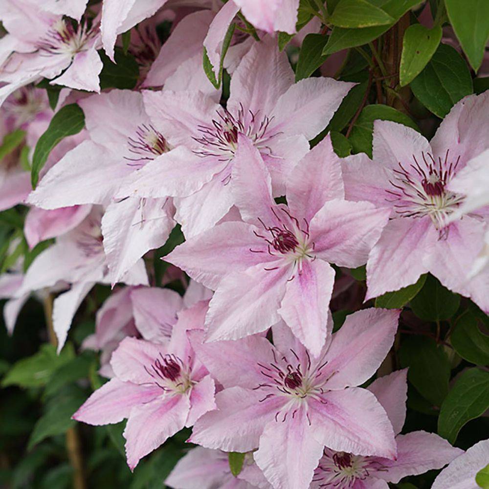 Clématite 'Pink Fantasy'