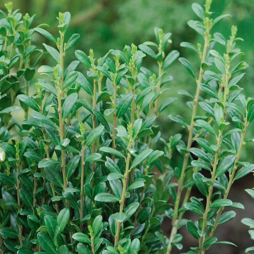 Houx crenelé 'Fastigiata' (Ilex crenata) - Image 1