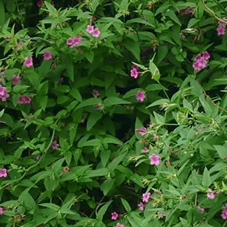 Jasminum beesianum - Jasmin rose
