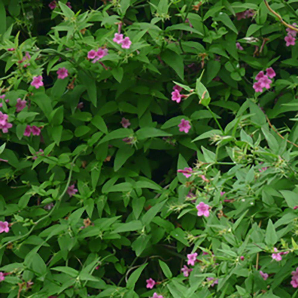 Jasminum beesianum - Jasmin rose