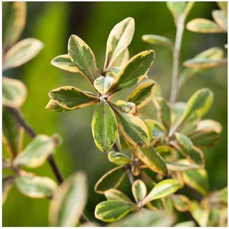 Corokia Sun Splash