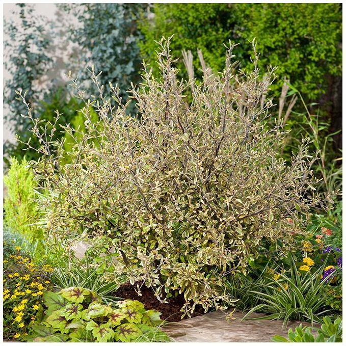 Corokia Sun Splash - Image 2