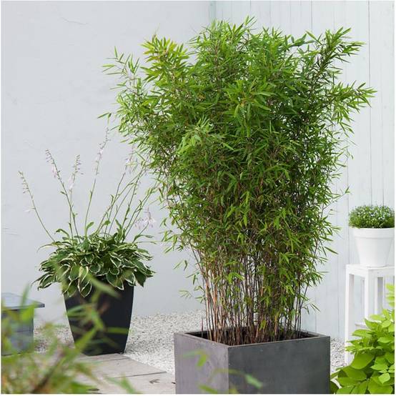 Bambou moyen : Fargesia Nitida Black Pearl - Image 3