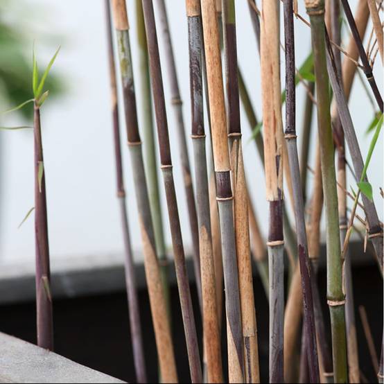 Bambou moyen : Fargesia Nitida Black Pearl - Image 2