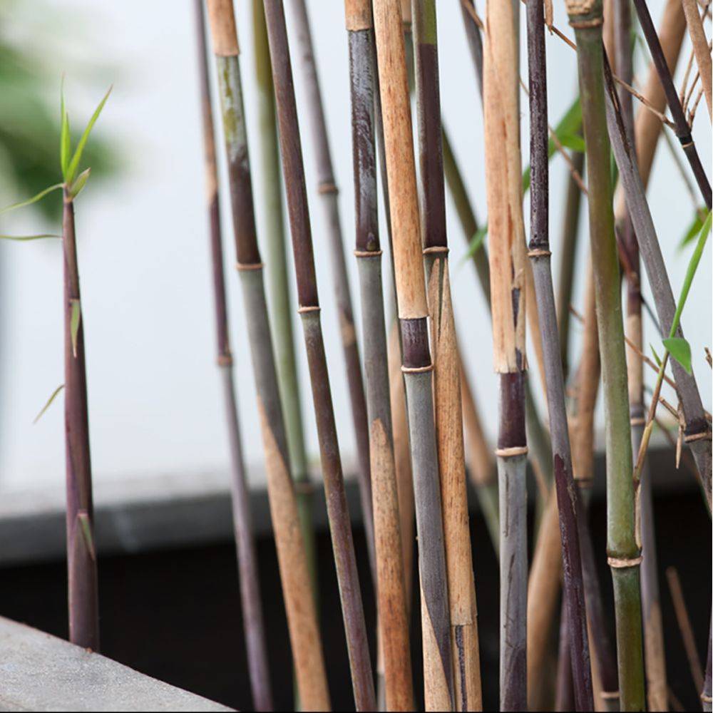 Bambou moyen :  Fargesia Nitida Black Pearl - Image 2