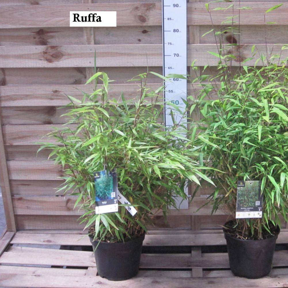 Bambou non traçant : Fargesia rufa - Image 6
