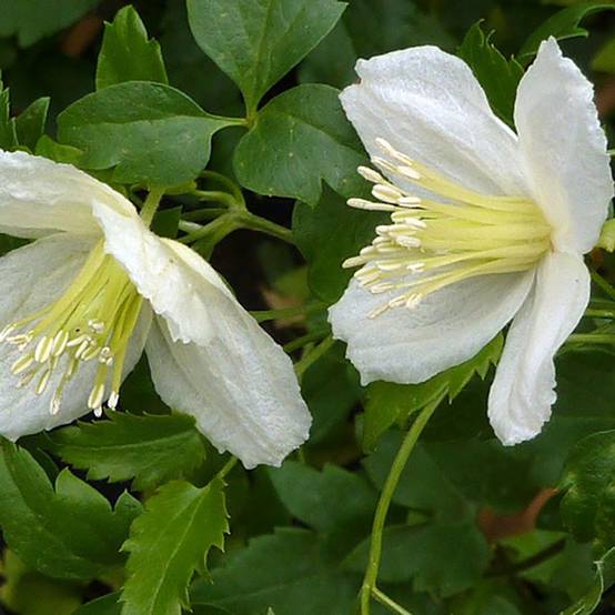 Clématite de Noël 'Wisley Cream'