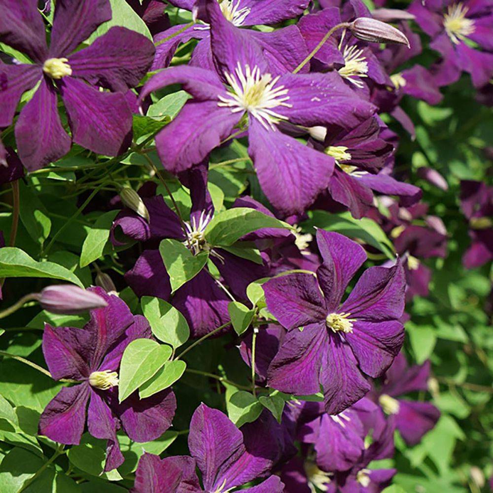 Clématite 'Etoile violette'