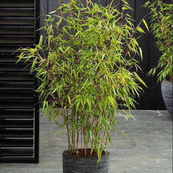 Bambou non traçant : Fargesia 'Asian Wonder' - Image 3