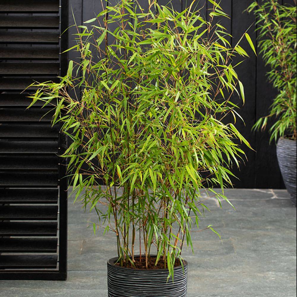 Bambou non traçant : Fargesia 'Asian Wonder' - Image 3