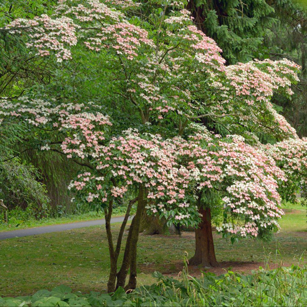 Cornouiller à fleurs Cherokee chief - Image 1
