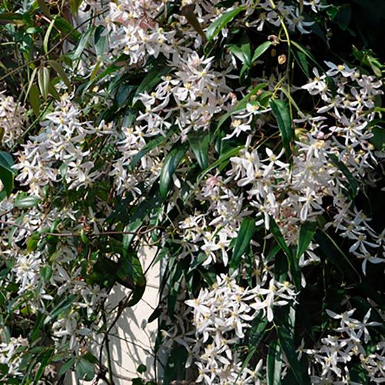 Clématite armandii - Image 2