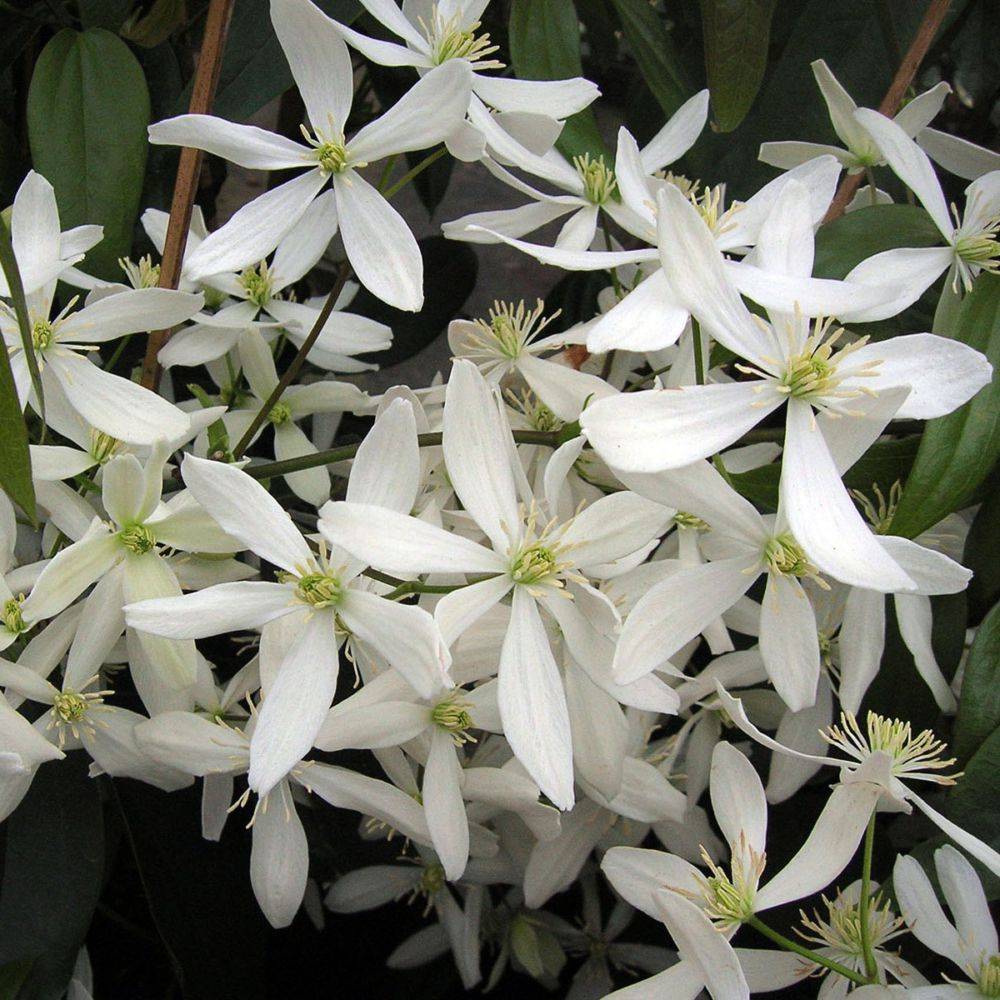 Clématite armandii - Image 1
