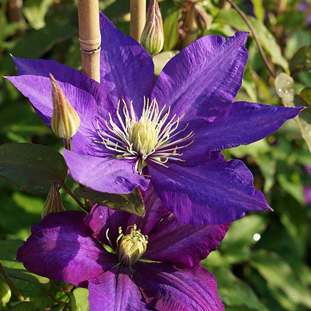 Clématite 'Daniel Deronda'