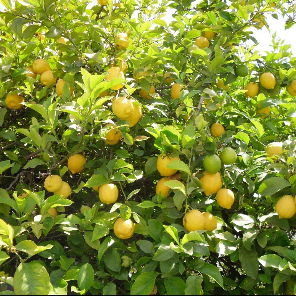 Citronnier des 4 Saisons - Image 3