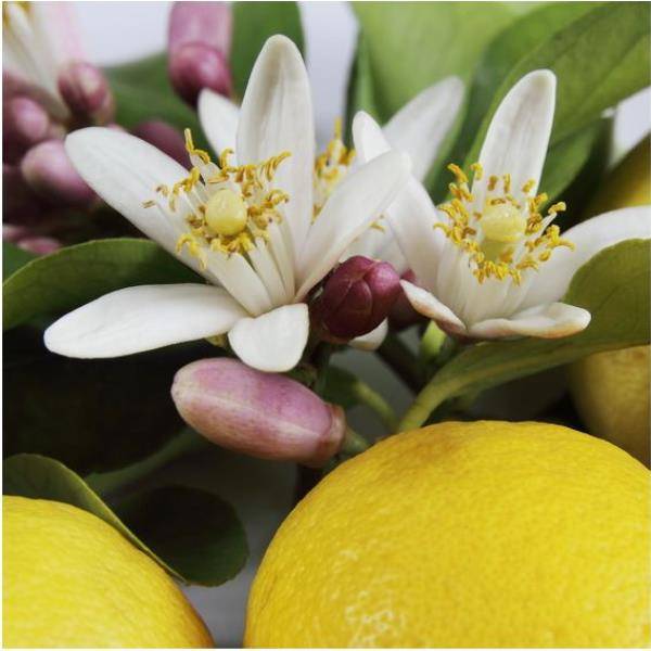 Citronnier des 4 Saisons - Image 6