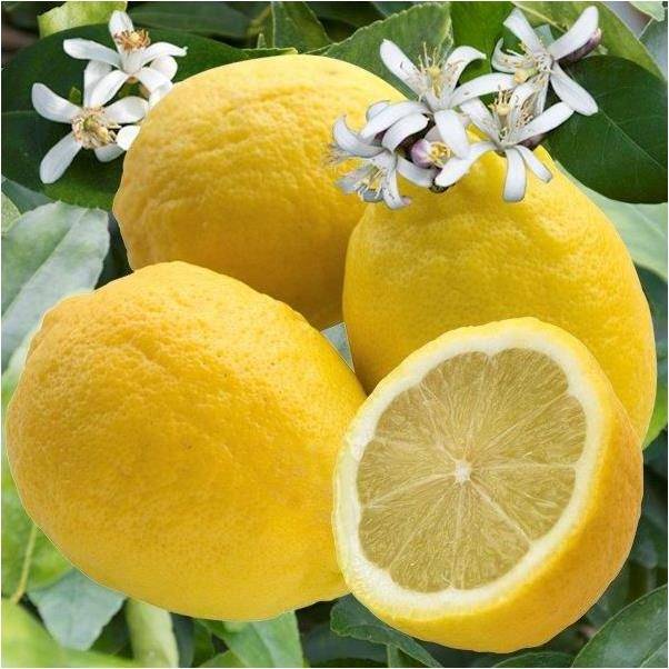 Citronnier des 4 Saisons - Image 4