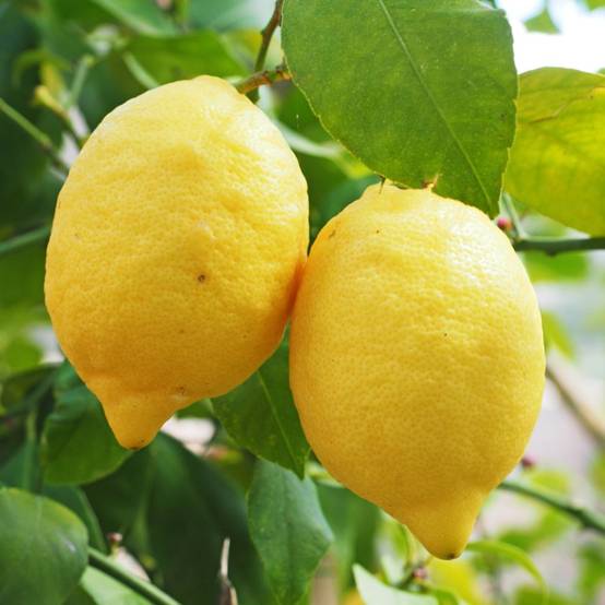 Citronnier des 4 Saisons - Image 1