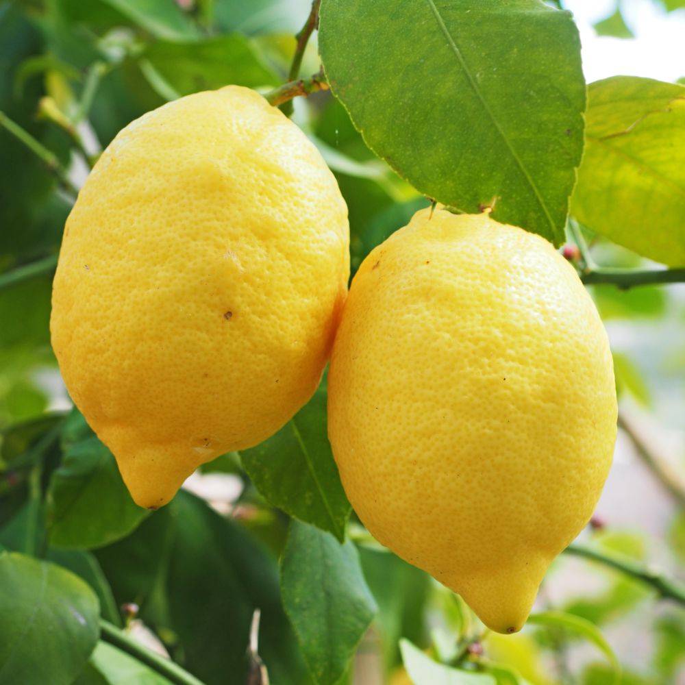Citronnier des 4 Saisons - Image 1