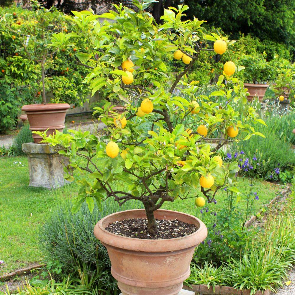 Citronnier des 4 Saisons - Image 5