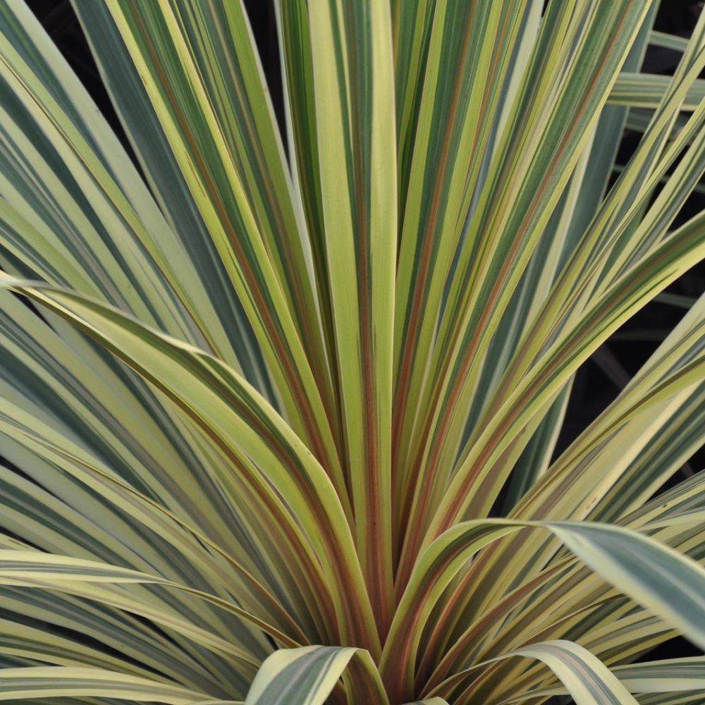 Cordyline australis Albertii