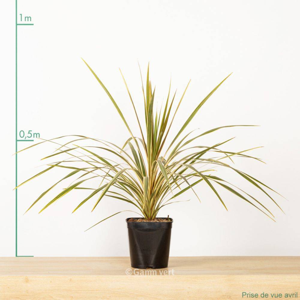 Cordyline australis Albertii - Image 2