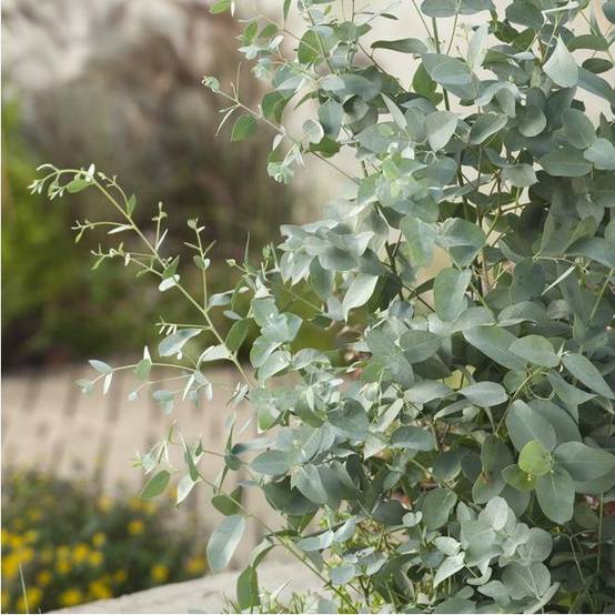 Eucalyptus gunnii - Image 5