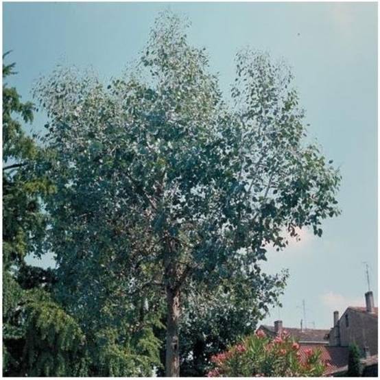 Eucalyptus gunnii - Image 4