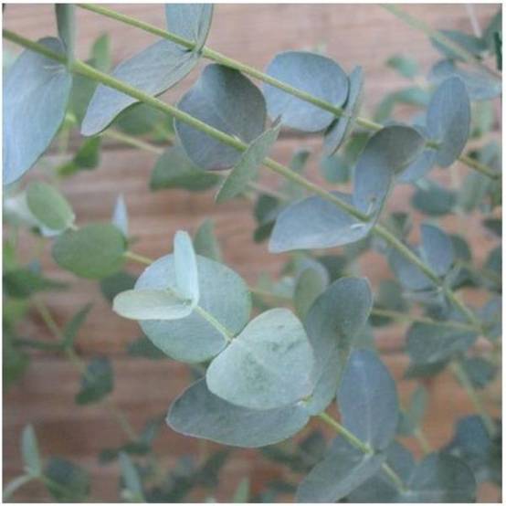 Eucalyptus gunnii - Image 3