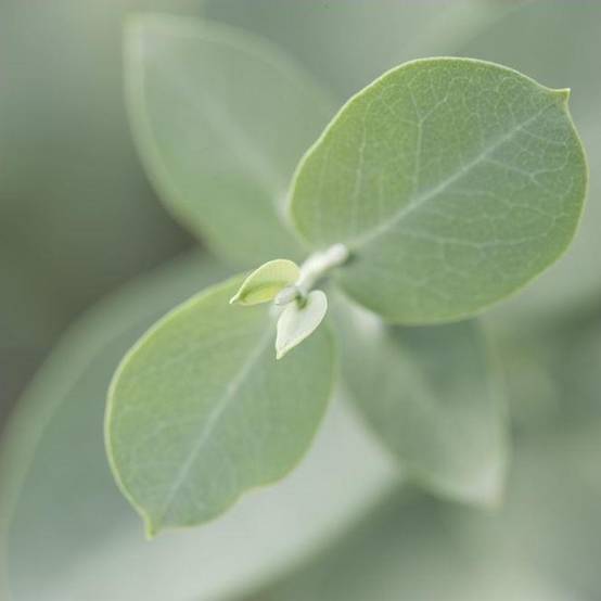 Eucalyptus gunnii - Image 7