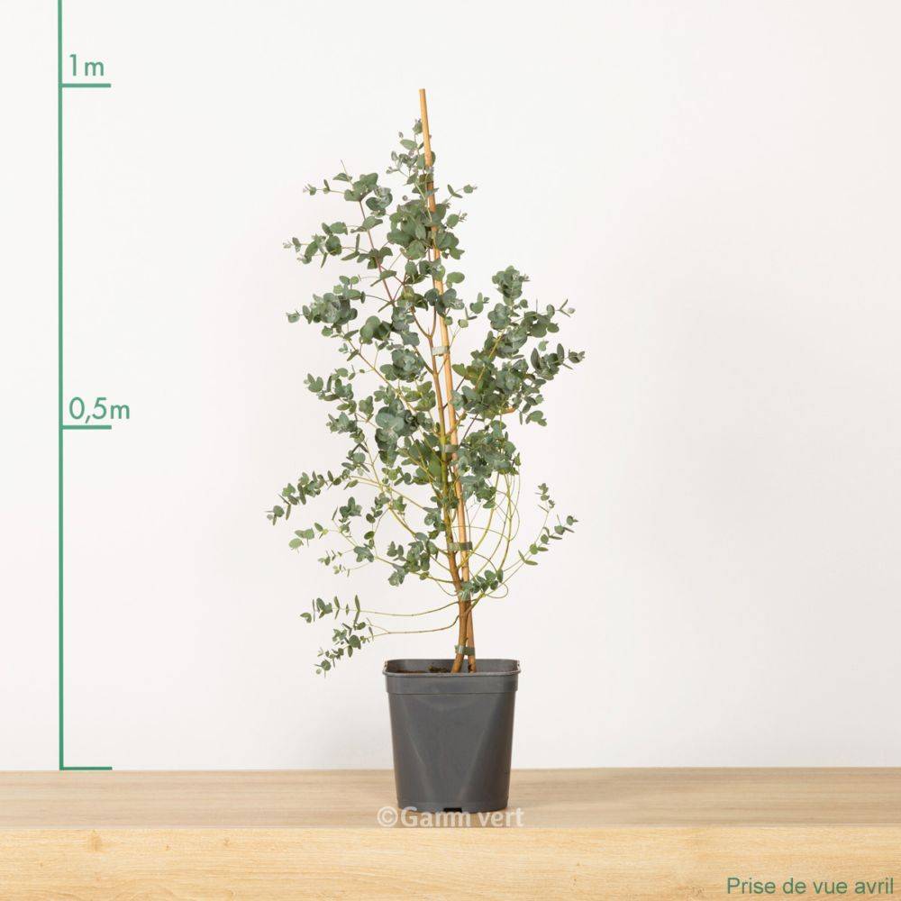 Eucalyptus gunnii - Image 2