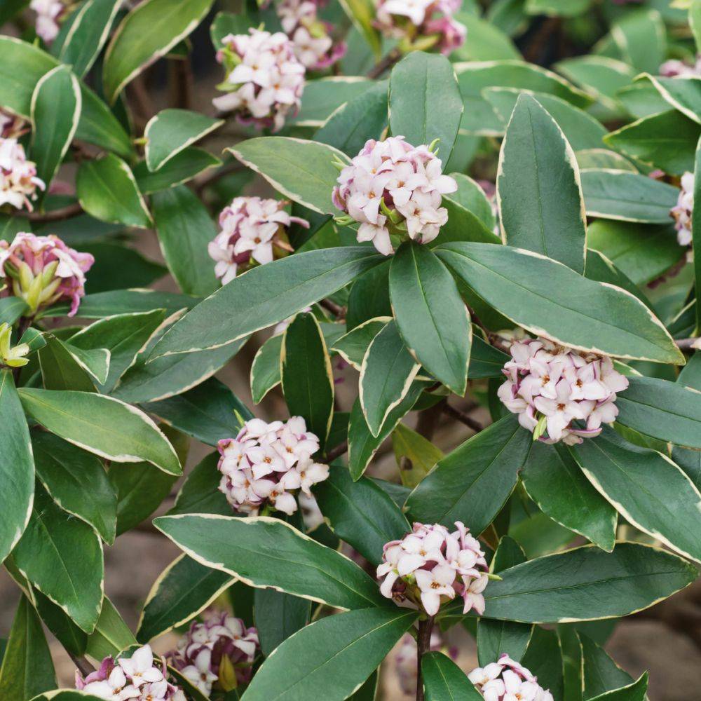 Daphné parfumée Aureomarginata