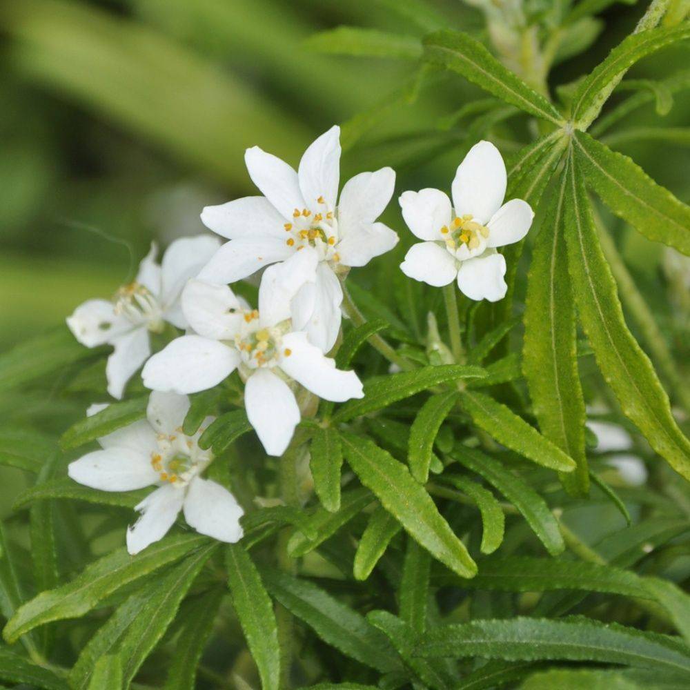 Oranger du Mexique 'White dazzler' - Image 2