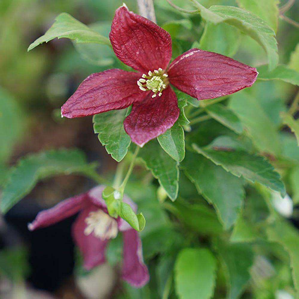 Clématite de Noël 'Lansdowne Gem'