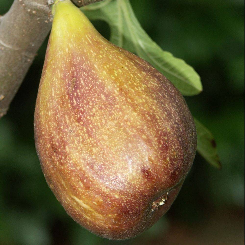 Figuier Goutte d'or - Image 2