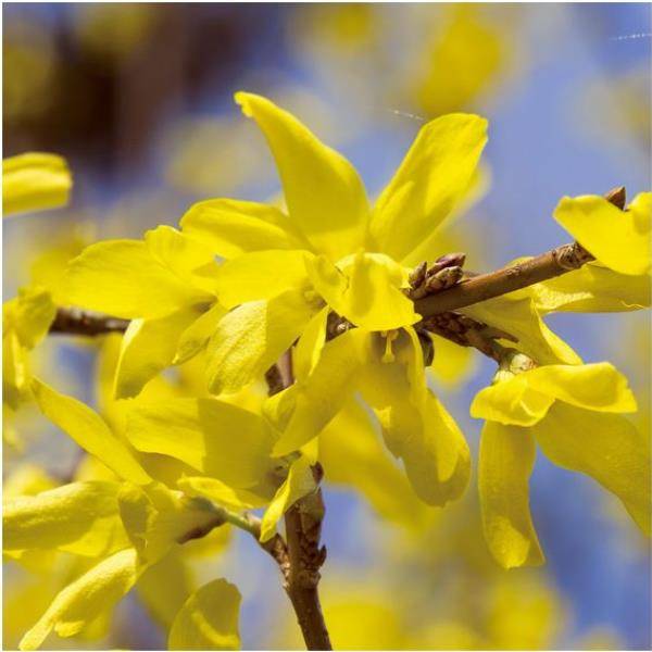 Forsythia 'Week-end' - Image 1