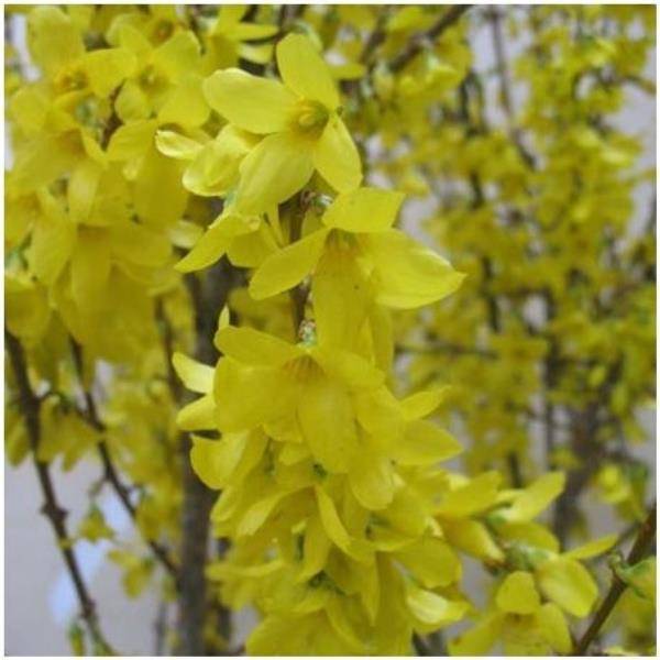 Forsythia 'Week-end' - Image 2