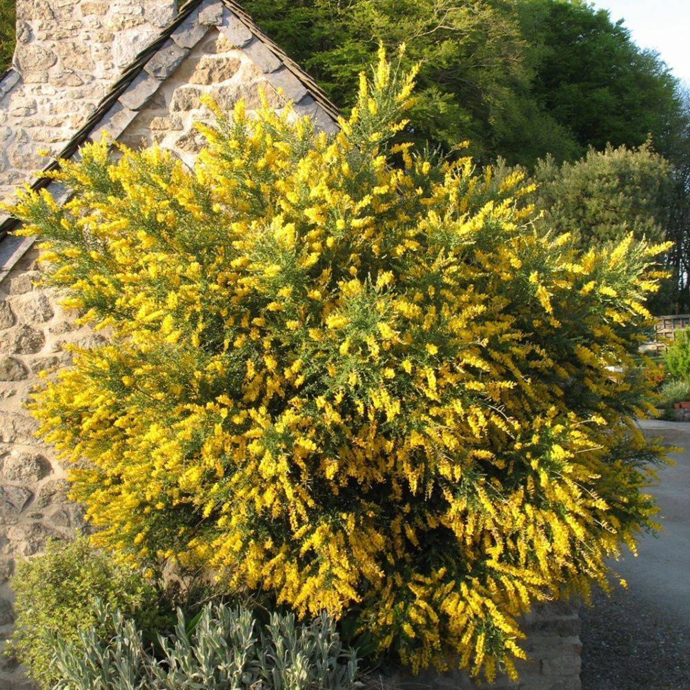 Genêt Genista racemosa - Image 1