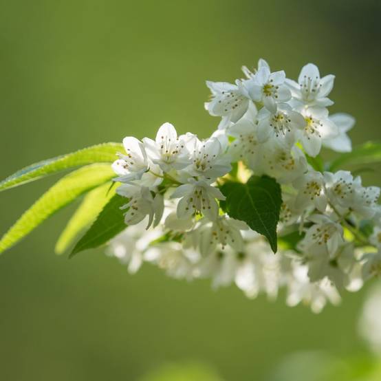 Deutzia gracilis - Image 2
