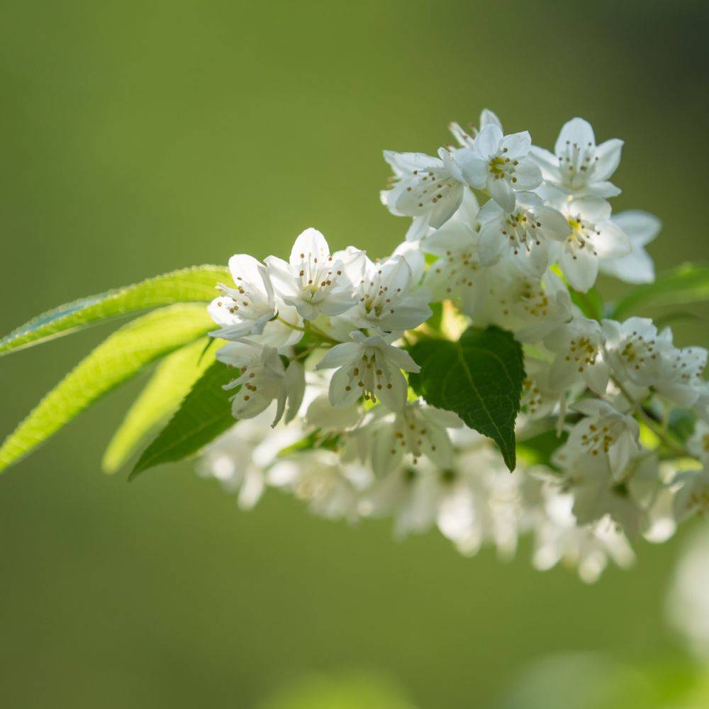 Deutzia gracilis - Image 2