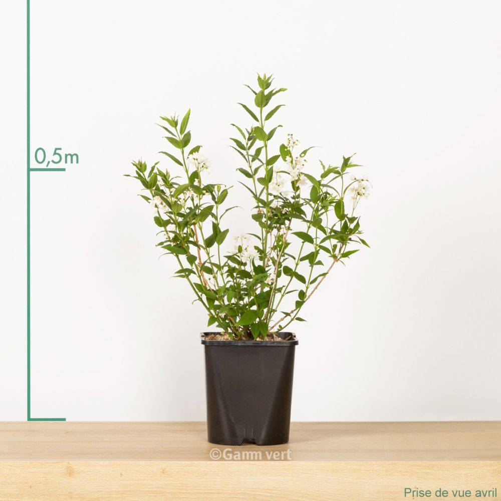 Deutzia gracilis - Image 3